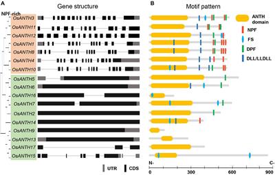 Global Identification of ANTH Genes Involved in Rice Pollen Germination and Functional Characterization of a Key Member, OsANTH3